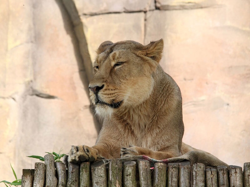 A lioness in London zoo